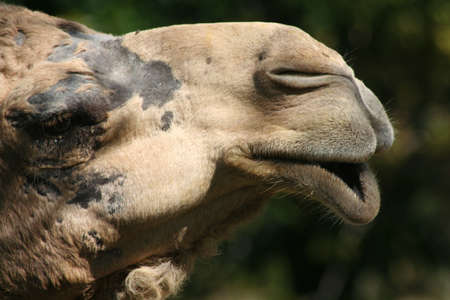 camel, closeup