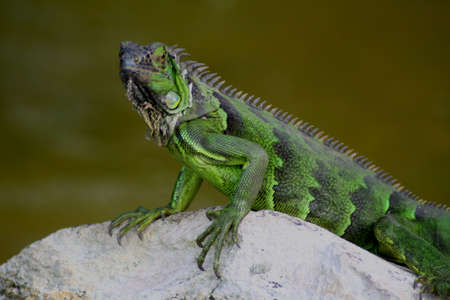 iguanaの写真素材