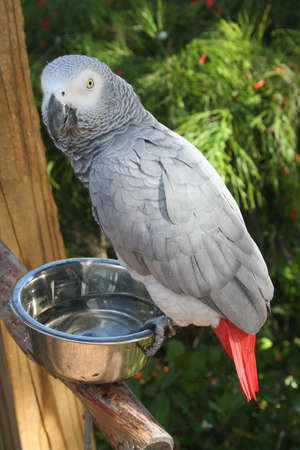 parrot, African Greyの写真素材
