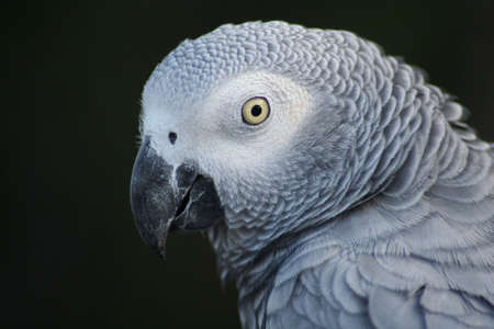 parrot, African Greyの写真素材