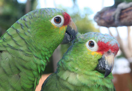 parrotsの写真素材
