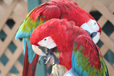 parrots, macaws