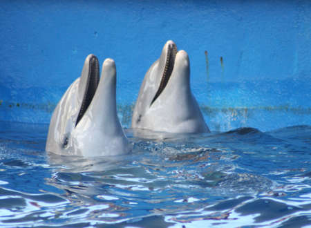 dolphinsの写真素材