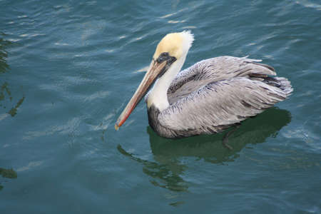 pelicanの写真素材