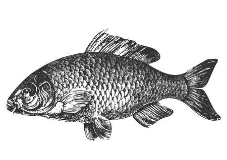 Carp fish antique illustrationのイラスト素材