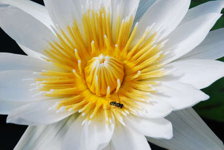 Bee on a Flowerの写真素材