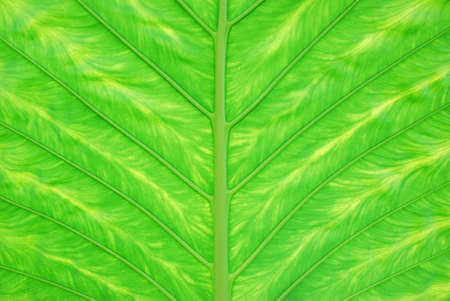 Leafの写真素材