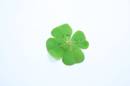 cloverの写真素材