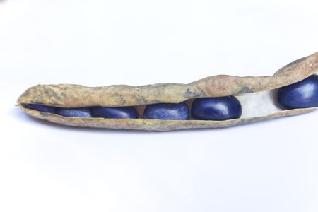 peel of beanの写真素材