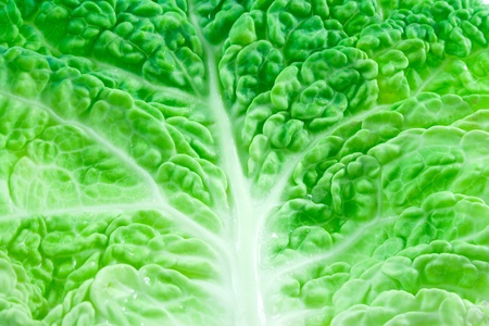Background of kale leaf