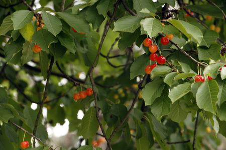 Cherry on tree