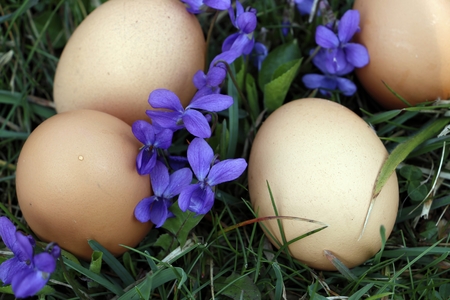 Fresh eggs in grass with viola wild flower aroundの写真素材