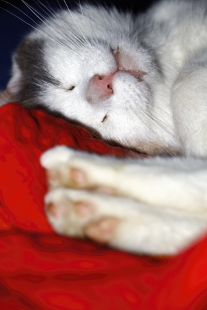Funny sleeping cat in bedの写真素材