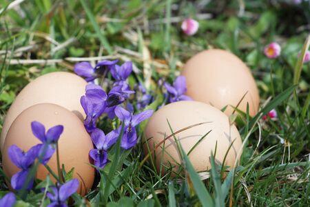 Eggs in the grass with spring flower aroundの写真素材
