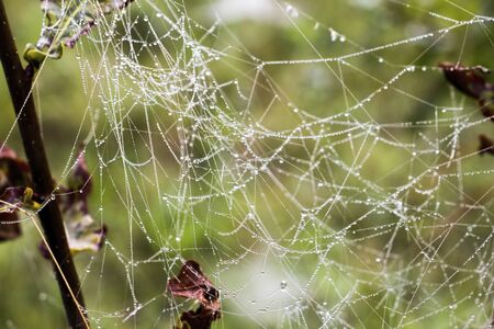 Morning dew with spider web
の写真素材