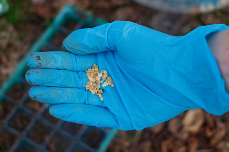 Close-up of pepper seeds held in a hand, prepared for planting.