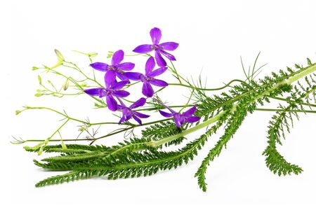 Arrangement of wild flowers on a light backgroundの写真素材
