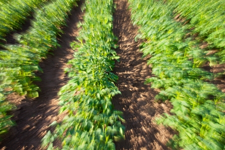 Green potato field with the の写真素材