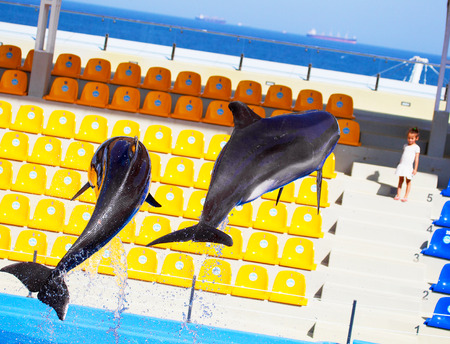 ODESSA, UKRAINE - SEPTEMBER 02, 2017: Dolphins on creative entertaining show at dolphinarium with...