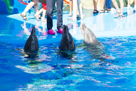 Dolphin catches and eats the fish. Glad beautiful dolphin smiling in blue swimming pool water on clear sunny day.のeditorial素材