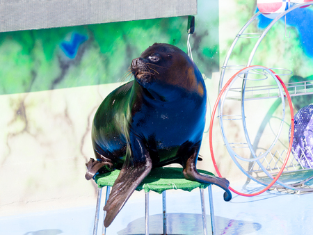 Trained Sea Lion, seals on the platform of the Dolphinarium during the presentationのeditorial素材