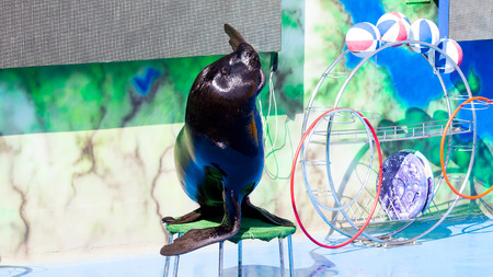 Trained Sea Lion, seals on the platform of the Dolphinarium during the presentationのeditorial素材
