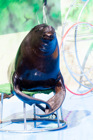 Trained Sea Lion, seals on the platform of the Dolphinarium during the presentationのeditorial素材