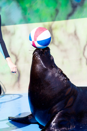 Trained Sea Lion, seals on the platform of the Dolphinarium during the presentationのeditorial素材