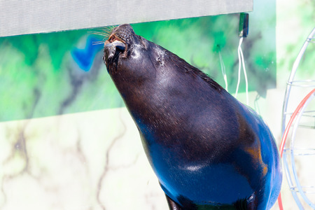 Trained Sea Lion, seals on the platform of the Dolphinarium during the presentationのeditorial素材