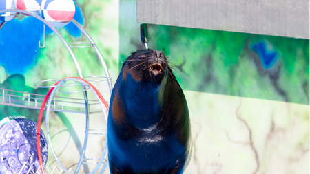 Trained Sea Lion, seals on the platform of the Dolphinarium during the presentationのeditorial素材