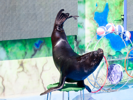 Trained Sea Lion, seals on the platform of the Dolphinarium during the presentationのeditorial素材