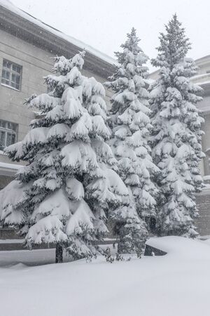 Winter landscape of a snow-covered tree. Snowfall, falling snow. As a background for the New Year projectのeditorial素材