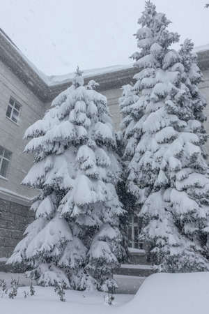 Winter landscape of a snow-covered tree. Snowfall, falling snow. As a background for the New Year projectのeditorial素材