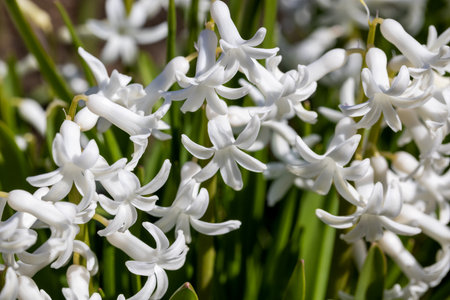 White hyacinths in the garden. Beautiful background blur, selective focusの写真素材