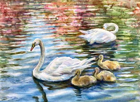 Swan family swimimg in the lake.の写真素材