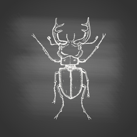 Stag beetle chalk drawing on the blackboard. Hand drawn sketch in vintage engraving style. Insect vector illustrationのイラスト素材