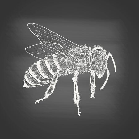 Honeybee - chalk drawing on the blackboard. Hand drawn sketch in vintage engraving style. Insect vector illustrationのイラスト素材