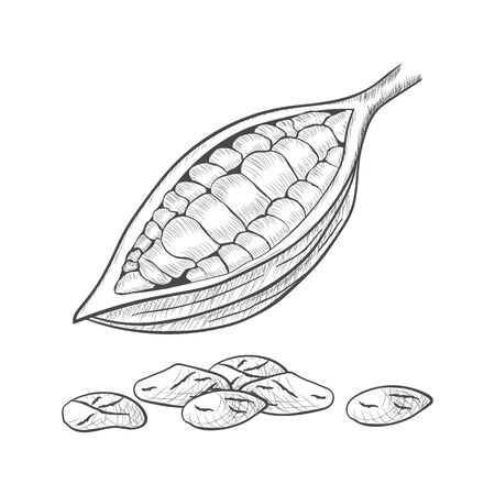 Fruit of chocolate tree - Theobroma cacao - isolated on white background. Hand drawn sketch in vintage engraving style. Botanical vector illustrationのイラスト素材