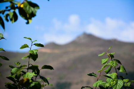 Beutifull landscape with mount and tree