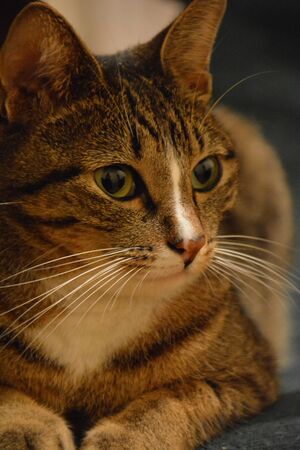 Cat relaxing on the sofa. Beautiful cat lying on the sofaの写真素材