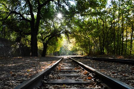 Railway leading deep into the forestの写真素材
