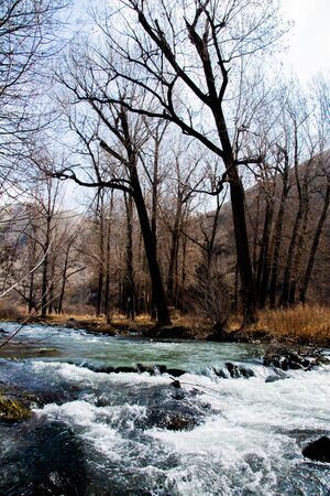 Beautiful forest landscape with a river