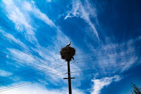 Stork built a nest on an electric pole