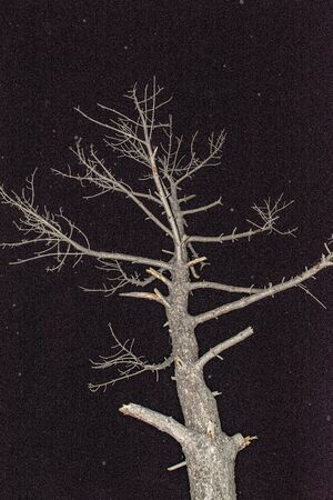 Night landscape with a tree