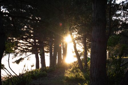 The rays of sun in the forestの写真素材