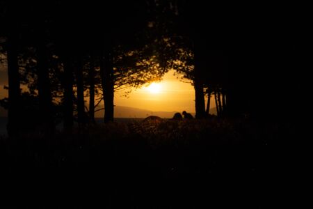 Fantastic sunset over the treesの写真素材