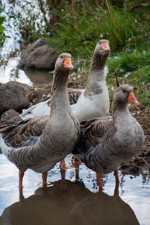 Wild gray goose in natureの写真素材