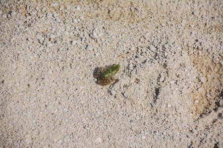 Little frog on white sand