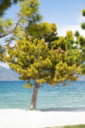 Blue waters of Lake Sevan and a lonely tree on a white beach