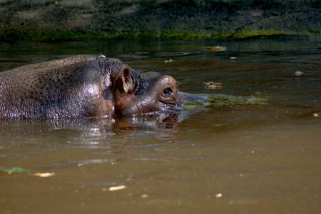 Hippopotamus in the lake. Portrait of Hippopotamus